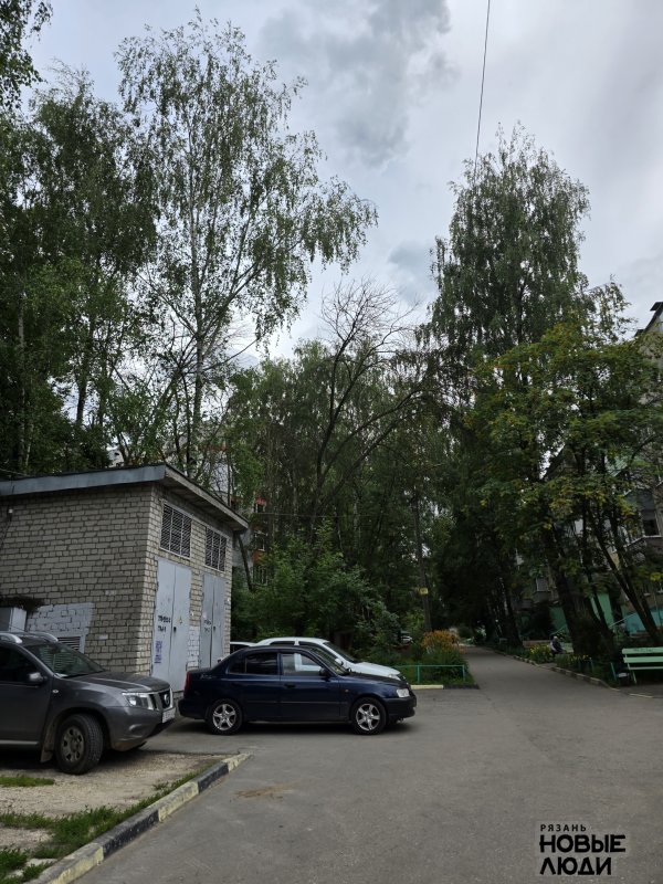 Сухое дерево