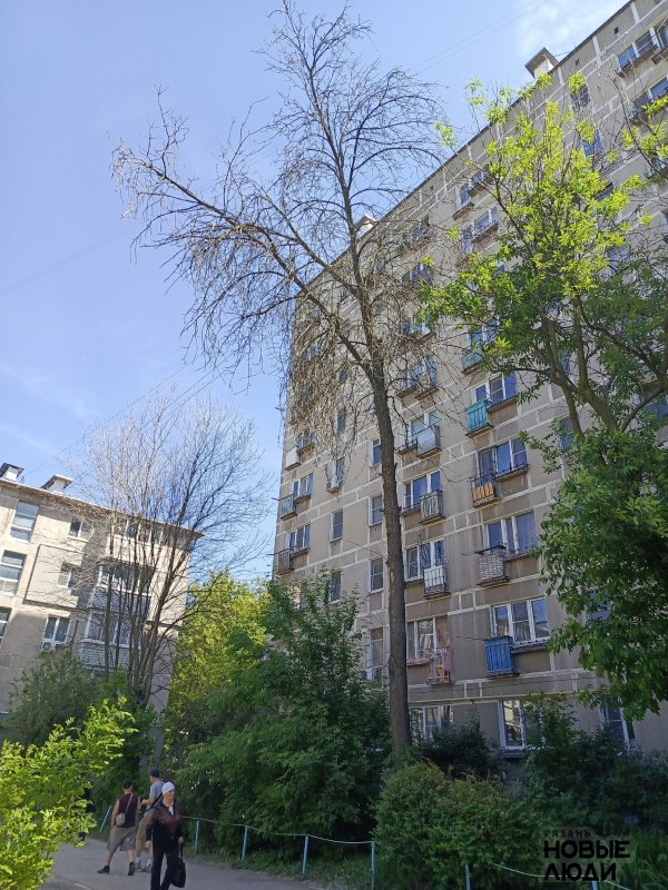 Полностью сухие деревья