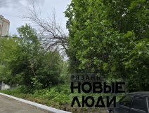 Сухое дерево свисает на провода