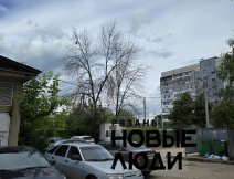 Несколько сухих деревьев