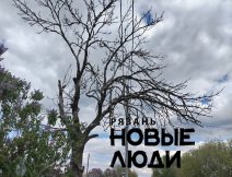 Сухое дерево, ветви висят над проводами