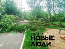Зубковой 31 упали деревья