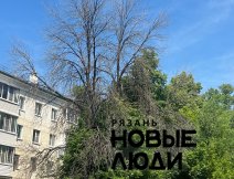 Сухие высокие деревья