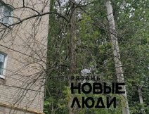 Сухие деревья