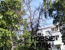 Сухие деревья