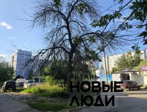 Сухое дерево на перекрестке