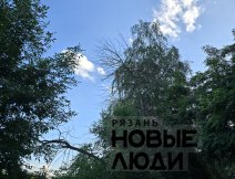 Сухие деревья вдоль дороги
